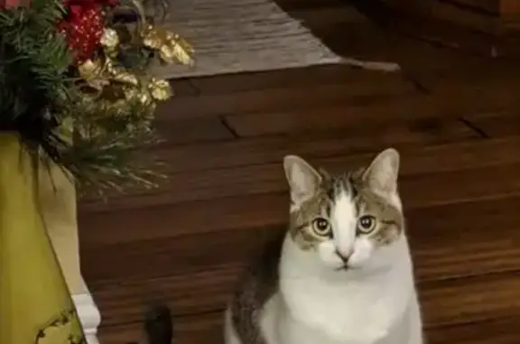 Vocal Cat Missing on Glenview Ave