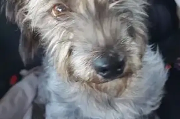 Animaux trouvés Mareuil-lès-Meaux, photo: Chien gris trouvé, collier rouge, Mareuil