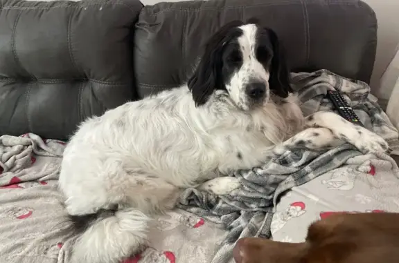 Lost Timid Newfoundland: White & Black Spots