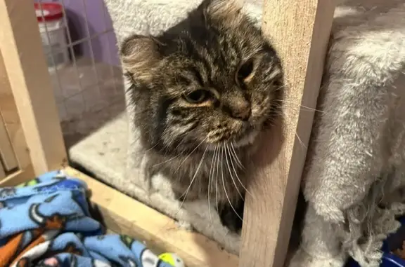 Lost Senior Cat: Dark Tortoise-Shell