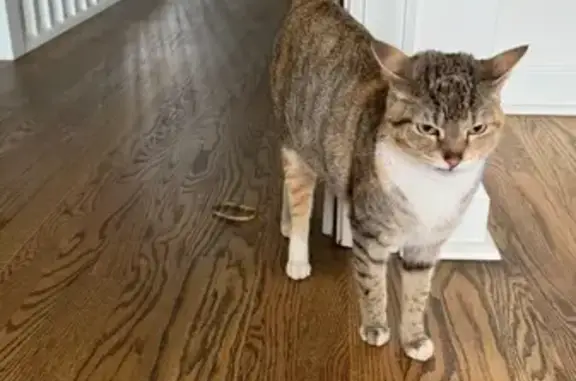 Missing cat Traverse City, photo: Lost Cat: Caramel Orange & White in TC
