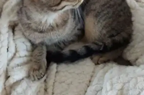 Animaux trouvés Warcq, photo: Chaton tigré femelle trouvée à Warcq