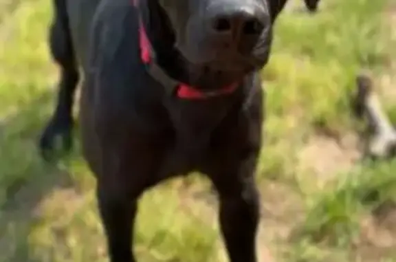 Lost Black Lab Mix: Red Pine Blvd Area