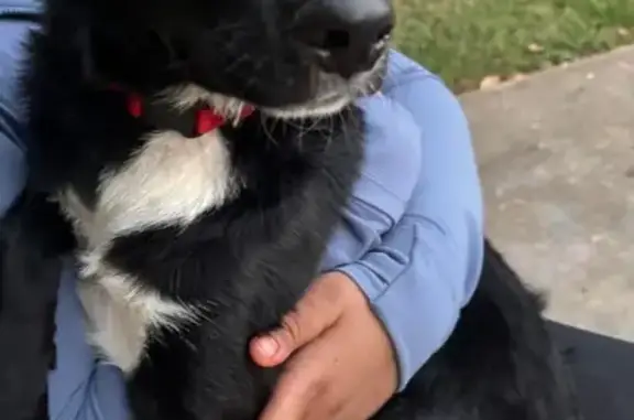 Found pets Memphis, photo: Found: Black & White Dog, Red Collar, Memphis