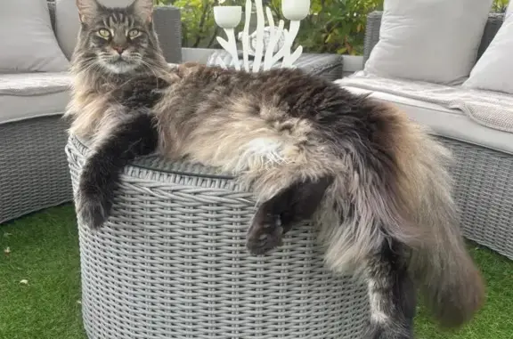 Chat Maine Coon perdu à Six-Fours-les-Plages - photo