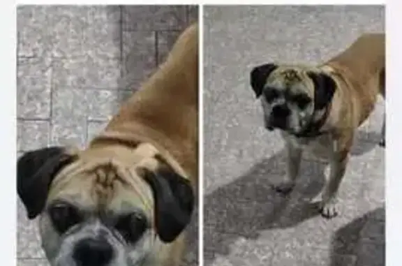 cachorro encontrada