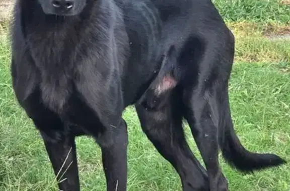 Found dog Wichita, photo: Found Young Black Shepherd/Lab Mix Dog