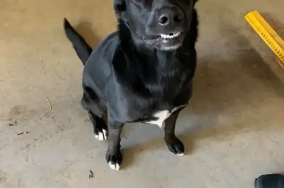 Lost Black Lab Mix - Answers to Daisy