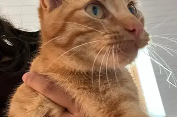 Animaux trouvés Ernée, photo: Chat roux trouvé avec harnais rose à Ernée