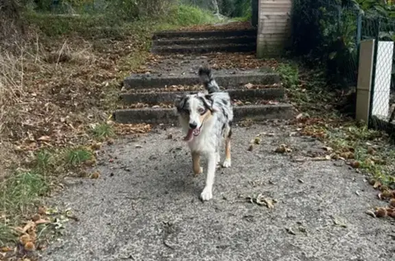 Chien trouvé Saint-Broladre, photo: Berger australien bleu merle trouvé à Saint-Broladre