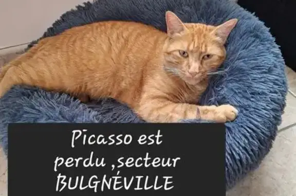 Chat roux perdu à Bulgnéville - photo