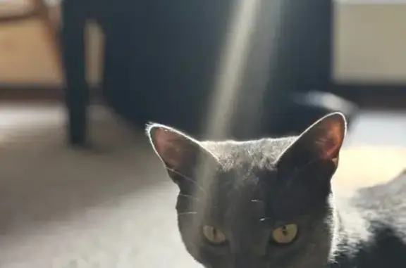 Lost Grey Cat: Green Eyes, High St. Bath