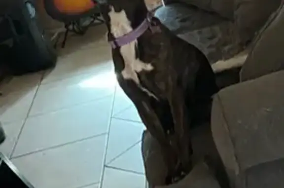 Lost Brown Dog with Purple Collar - Phoenix