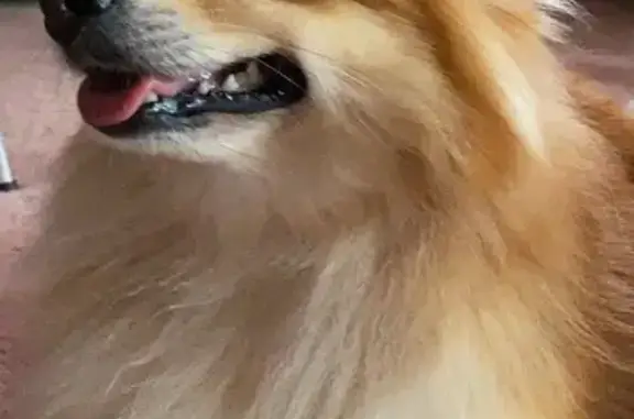 Lost pets Waipahu, photo: Lost Small Brown Dog Near Lumi St, Waipahu