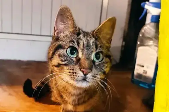 Chat trouvé , photo: Jeune chatte tabby trouvée à Luynes