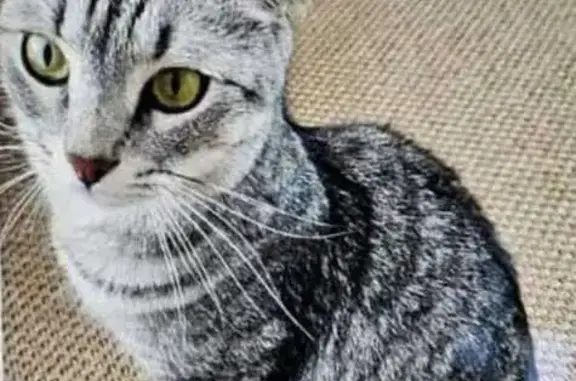 Chat perdu à Creil : Gris & Blanc, craintif - photo