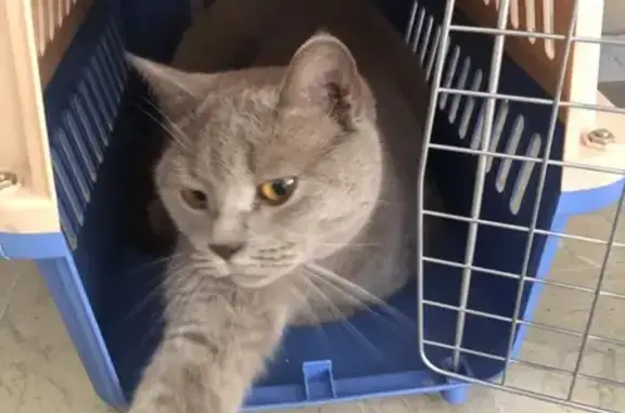 Se busca: Gata gris perdida en Atarfe