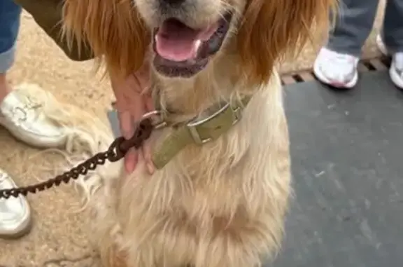 Chien trouvé , photo: Chien errant avec collier vert à Castagnola