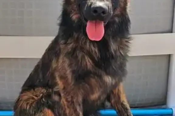 Perro Marrón Perdido en Algaida - Ayuda