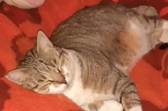 ¡Gata Gris Perdida en Peguera!