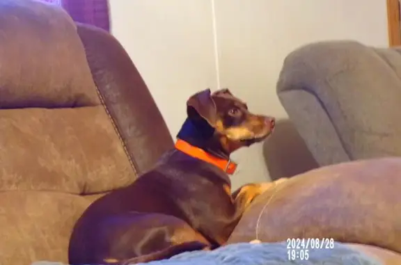 Lost Dog in Cruso: Shy, Orange Collar
