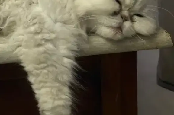 Animaux perdus , photo: Chat perdu avec souffle au cœur, St-Cyprien
