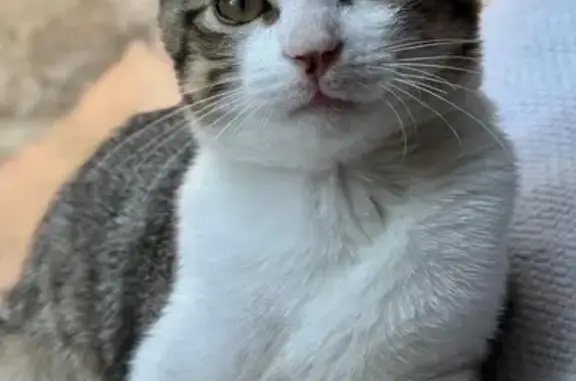 ¡Gato Perdido en Passeig de Miramar, 75!