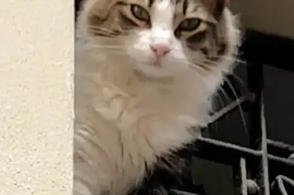 ¡Gato Perdido! Recompensa de €50 en BCN