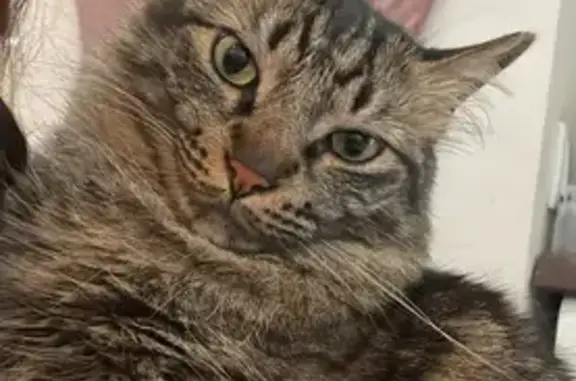 Gato Perdido: Atigrado con Pañuelo Rojo