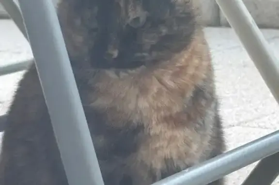 Animaux trouvés Cruseilles, photo: Chat noir et roux trouvé, câlin et affamé