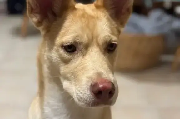 Animaux trouvés , photo: Chienne sable trouvée sur la D31, Pailhès