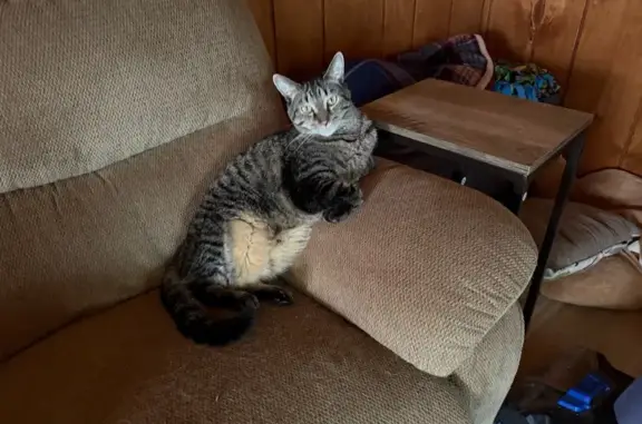 Missing cat Grand Rapids, photo: Lost Cat: Brown/Black Stripes in GR