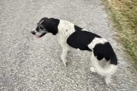 Animaux trouvés , photo: Chien blanc et noir trouvé à Miramont-Latour