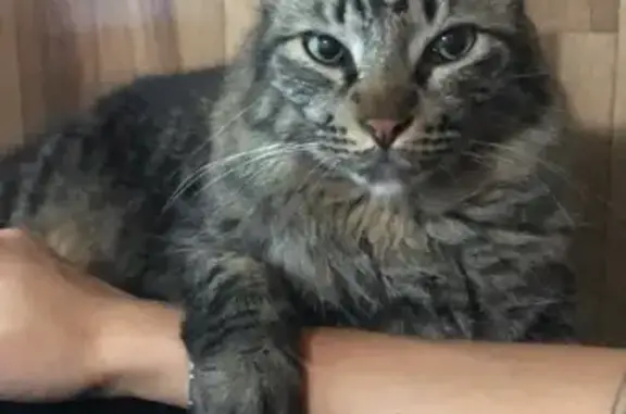 Gatos perdidos, Mataro, foto: Gato Atigrado Perdido con Pañuelo Rojo