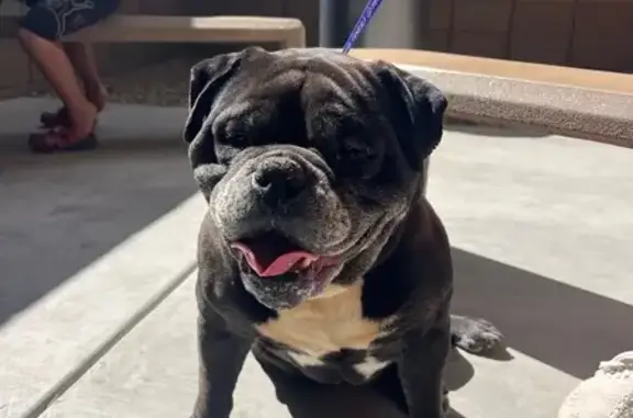 Lost Old English Bulldog: 'Tank' in Tucson