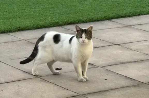 Chat trouvé Chemin Vert, Mimizan - photo