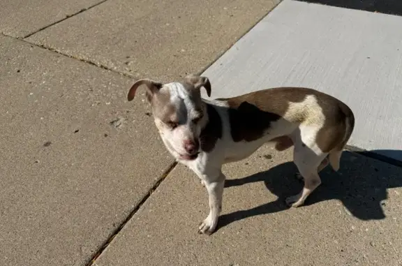 Found dog Hoffman Estates, photo: Found: Brown & White Chihuahua in Hoffman