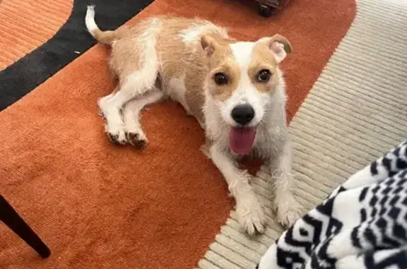 Found dog Phoenix, photo: Found: Skittish Small Dog in Phoenix