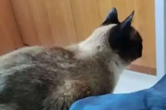 Animaux perdus Lannilis, photo: Chatte perdue à Lannilis : Perle, tigrée