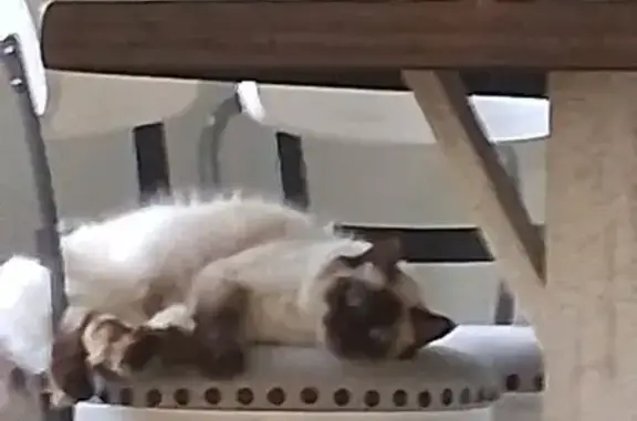 Lost Cat: White/Brown, Blue Eyes in Bourne