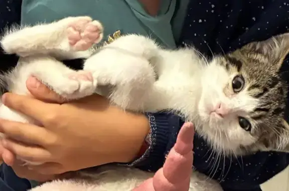 Chaton perdue à Avranches, aidez-nous ! - photo