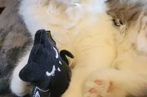 Help Find Lost White & Gray Persian Cat