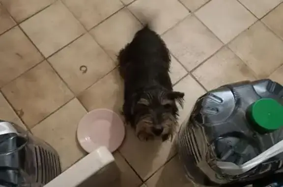 Chien trouvé Secondigny, photo: Chien terrier trouvé à Secondigny