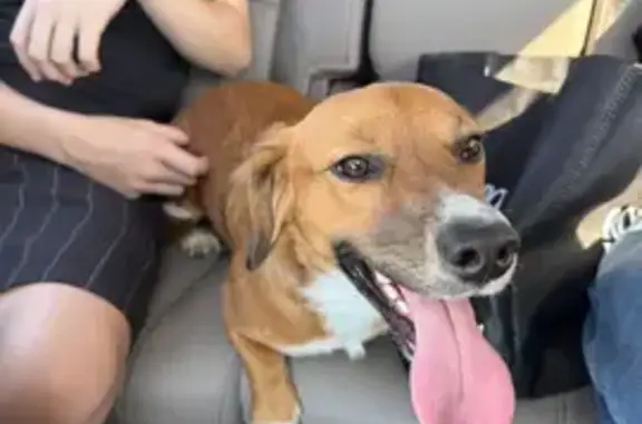 Found dog Columbus, photo: Sweet Brown Dog Found in Columbus Area