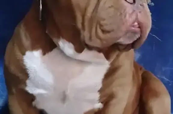 Perro Café con Mancha Blanca Perdido en Chalco