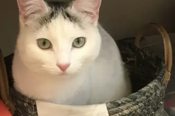Missing cat Boise, photo: Lost Cat: White with Gray Markings in Boise