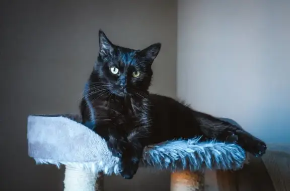Búsqueda de mascotas, foto: Gato Negro Perdido en Valdemoro, Asustadizo