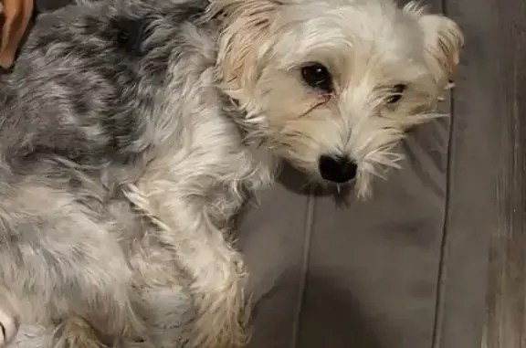 Lost Dog Gizmo: Blonde & Energetic Pup