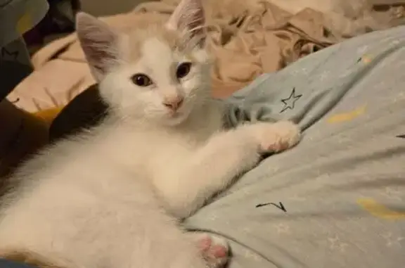 Lost Kitten: White & Orange, Sun Prairie