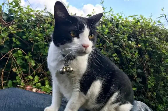 Gatos perdidos, , foto: Gato Perdido: Manchas, 12 años, Cuatrocaños